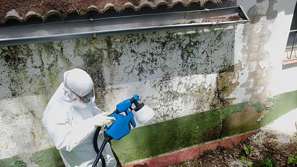 Top rated local Bathroom Mold Removal specialists in Hampton, TN